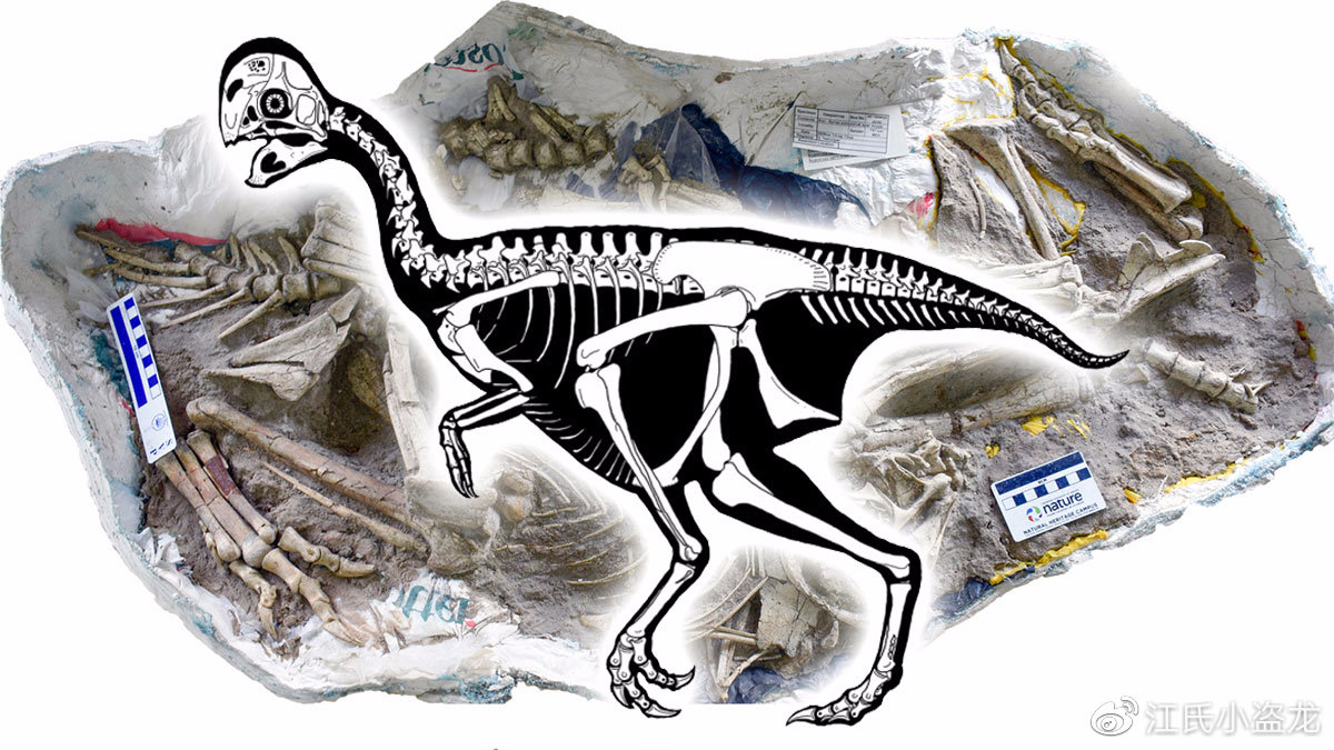 怪兽恐龙化石图片大全,恐龙化石里的怪兽