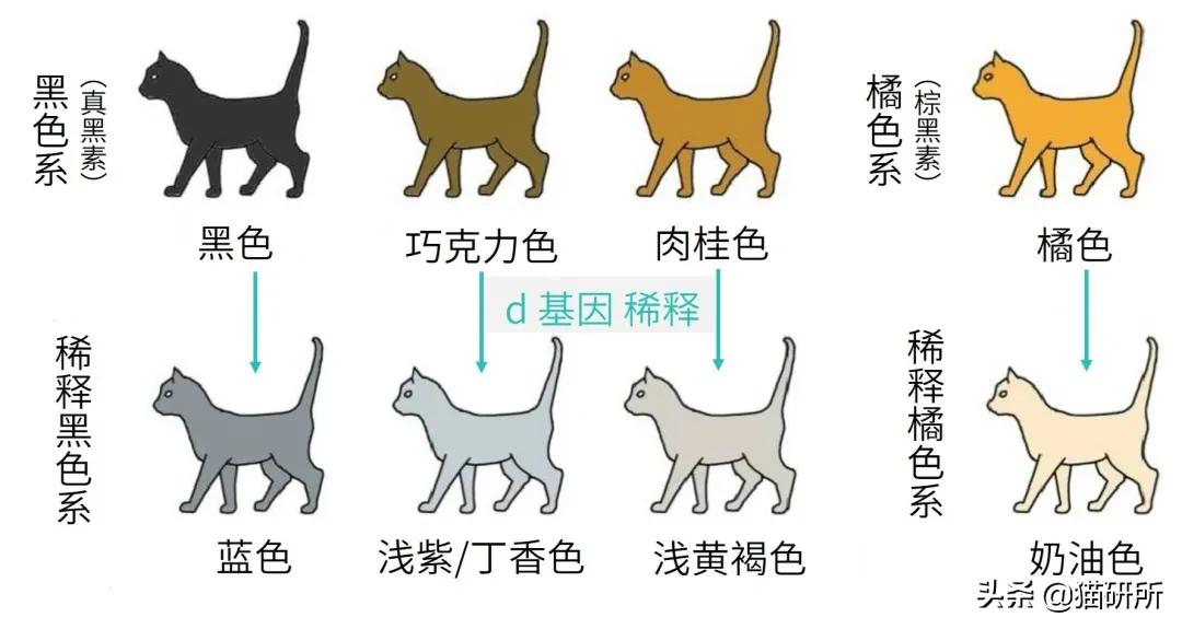 猫咪的花纹是怎么长出来的,猫咪身上的花纹有多奇葩