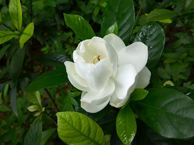 栀子花病虫害叶片图片,月季茉莉栀子花病虫害