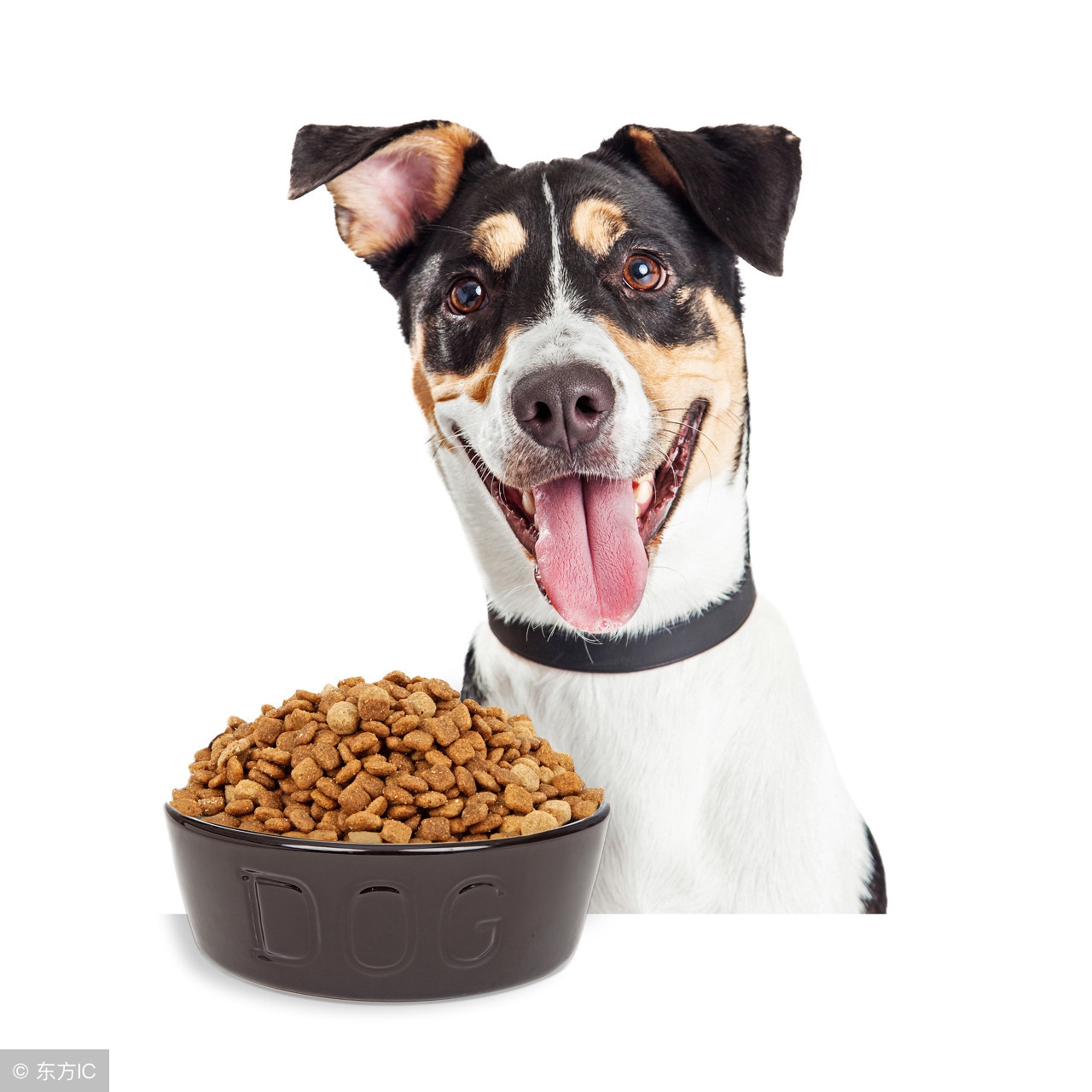 狗粮怎么挑选品牌,如何挑选狗粮是最正确的