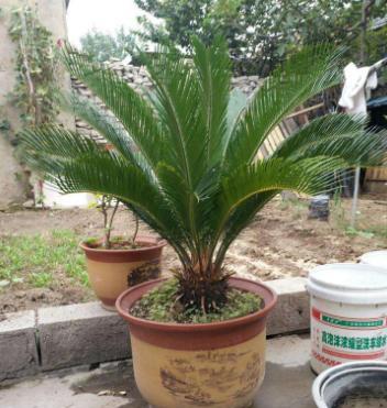 铁树盆栽浇水的正确方法,盆栽铁树怎么养不黄叶