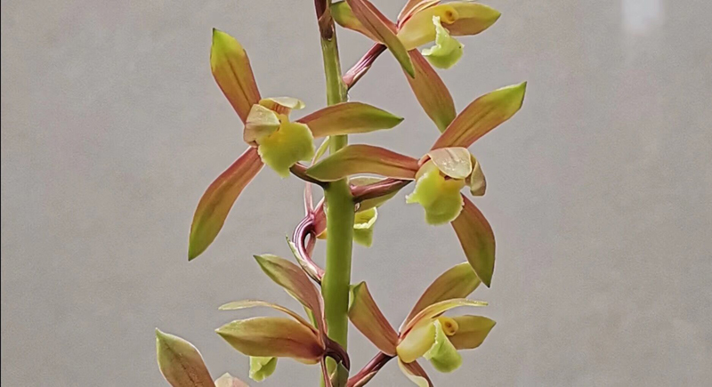 兰花浇水用自来水,兰花浇水加白醋还是陈醋