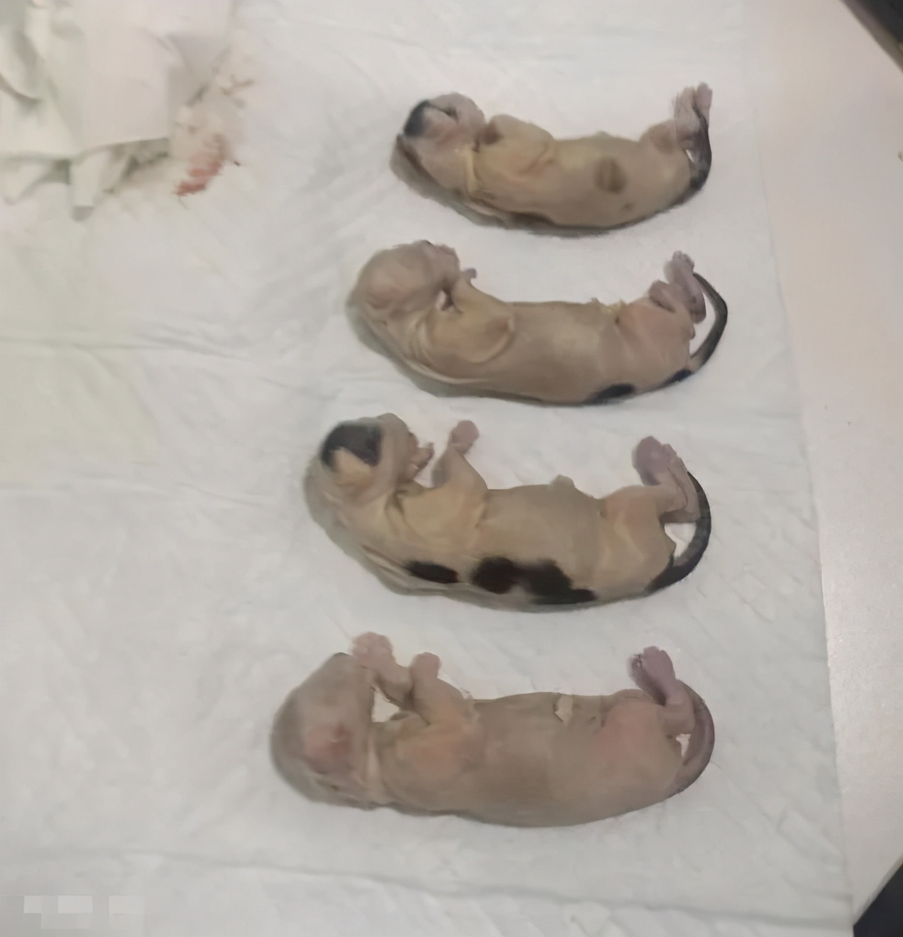 男子当街踢死小猫后续上海,小猫被小男孩虐待暴打