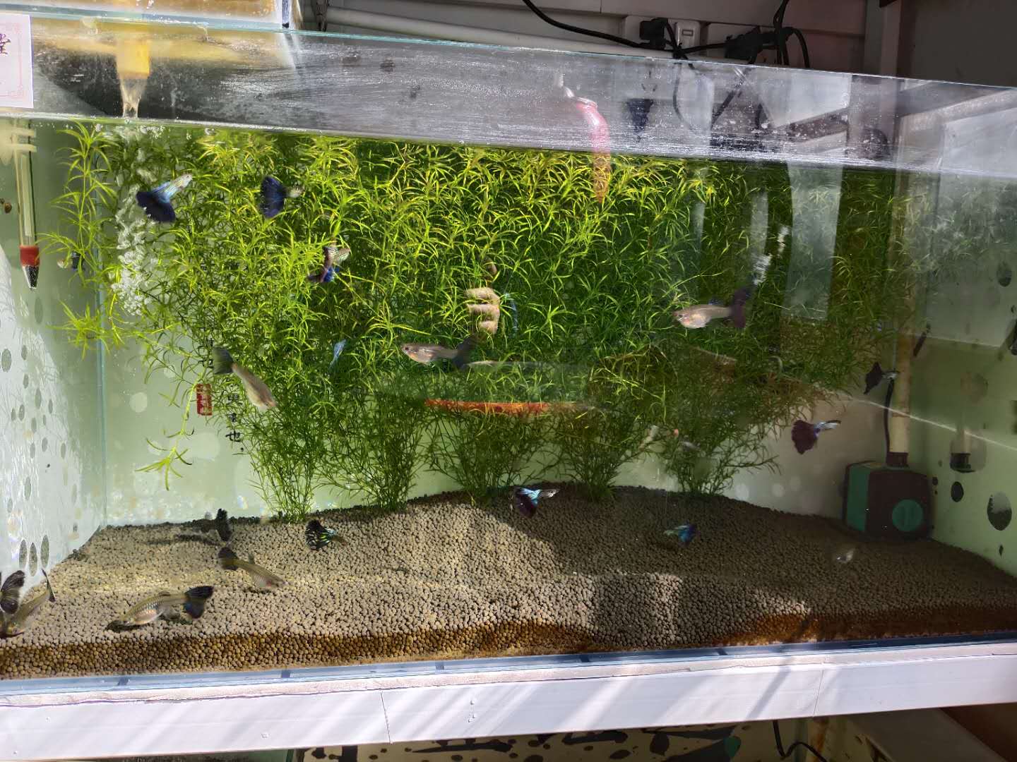 鱼缸下过滤粪便抽不干净,上过滤鱼缸怎么清理鱼的粪便