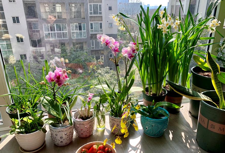 养花的正确方式我们怎么养,养花不必买肥料记住这4个方法