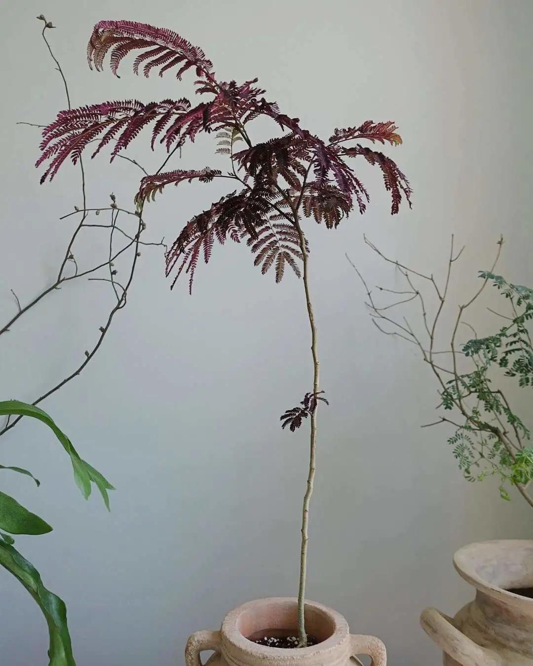 ins十大网红绿植,ins网红绿植大全