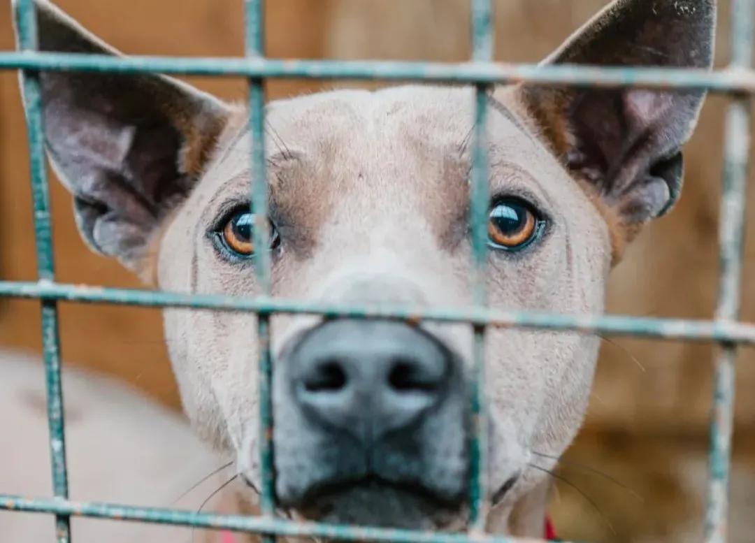 疯狂小狗是烘焙粮吗,疯狂小狗为什么那么便宜