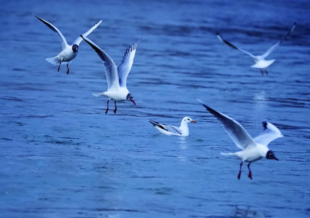 成都天府新区华阳小学,成都市天府新区华阳小学