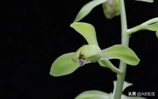 每日一兰花故事～中国兰花.惠兰名品.大一品