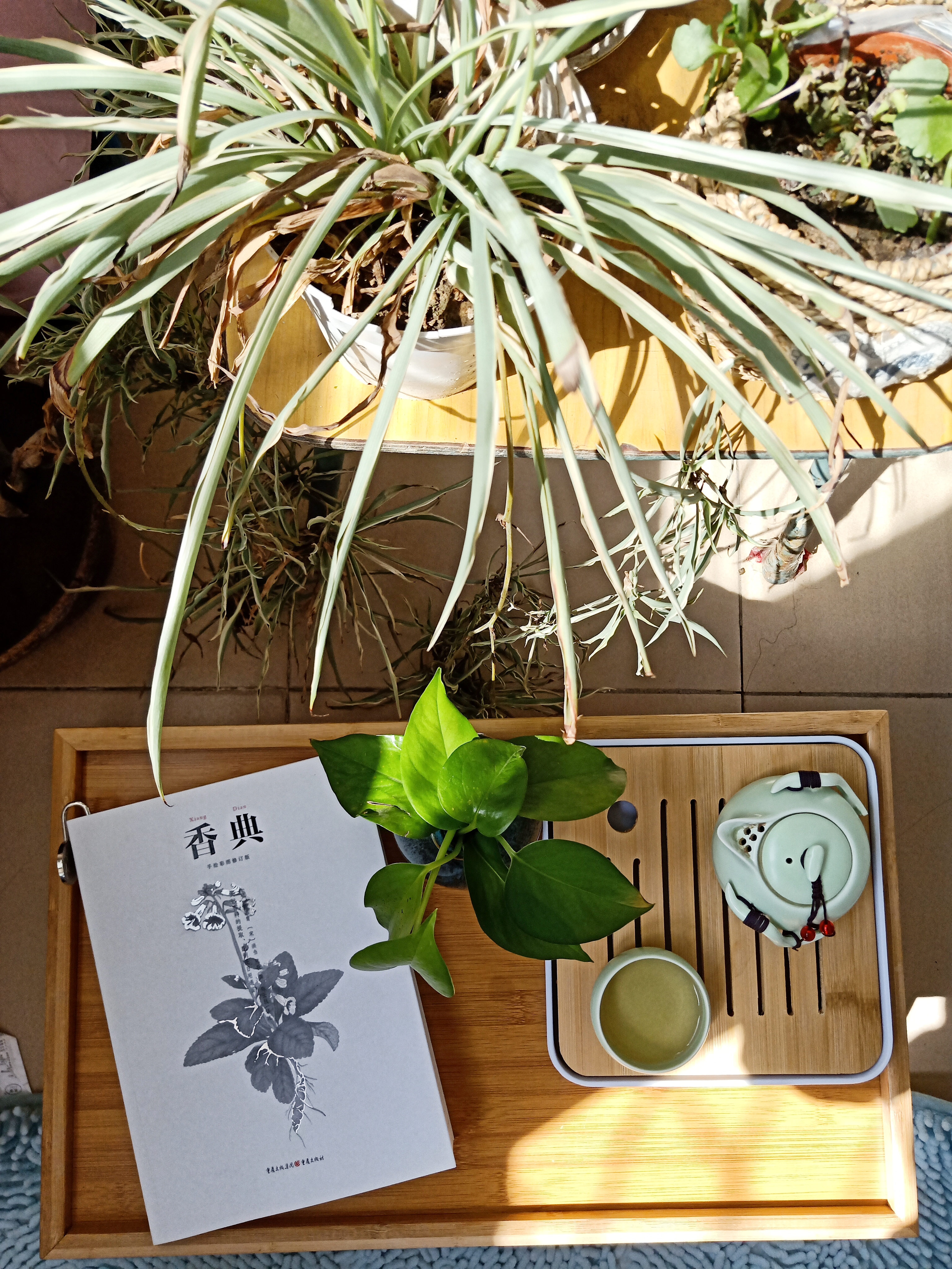 春日里阳台的一抹绿,春日里的中式院子