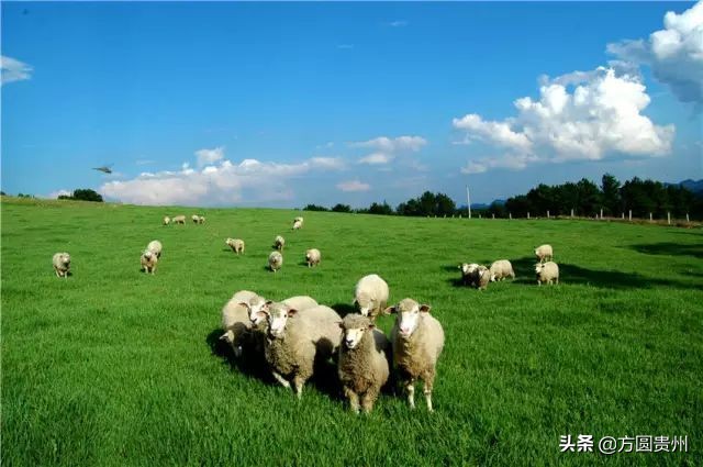 贵州清凉一日游,贵州黔南春季旅游攻略