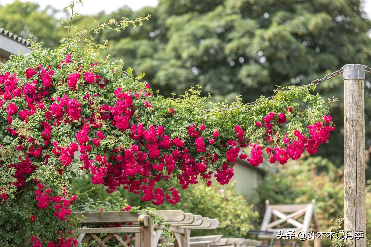 为什么月季养一年就不行了,月季种下去不成活