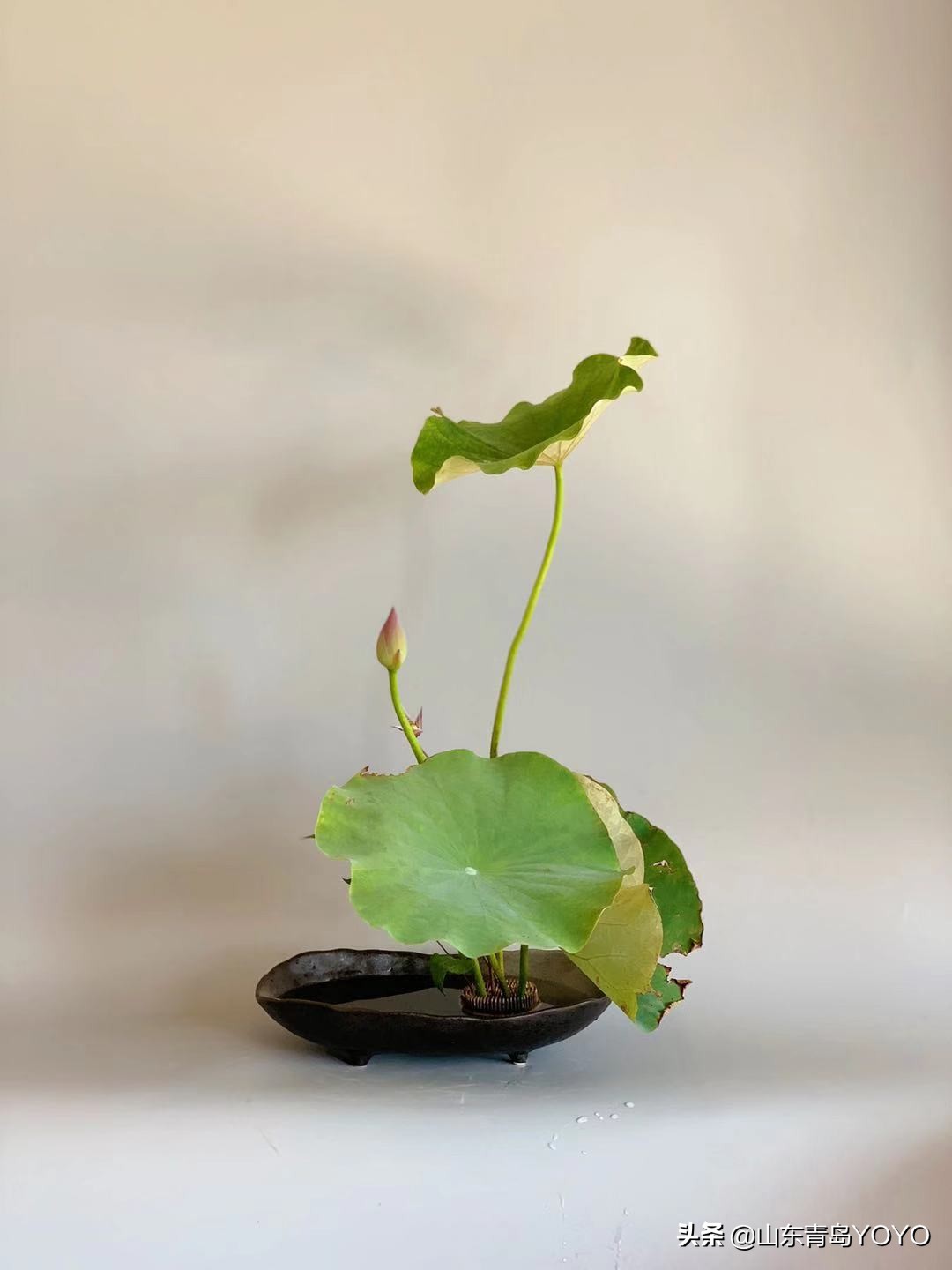 小原流插花入门,花意匠插花视频