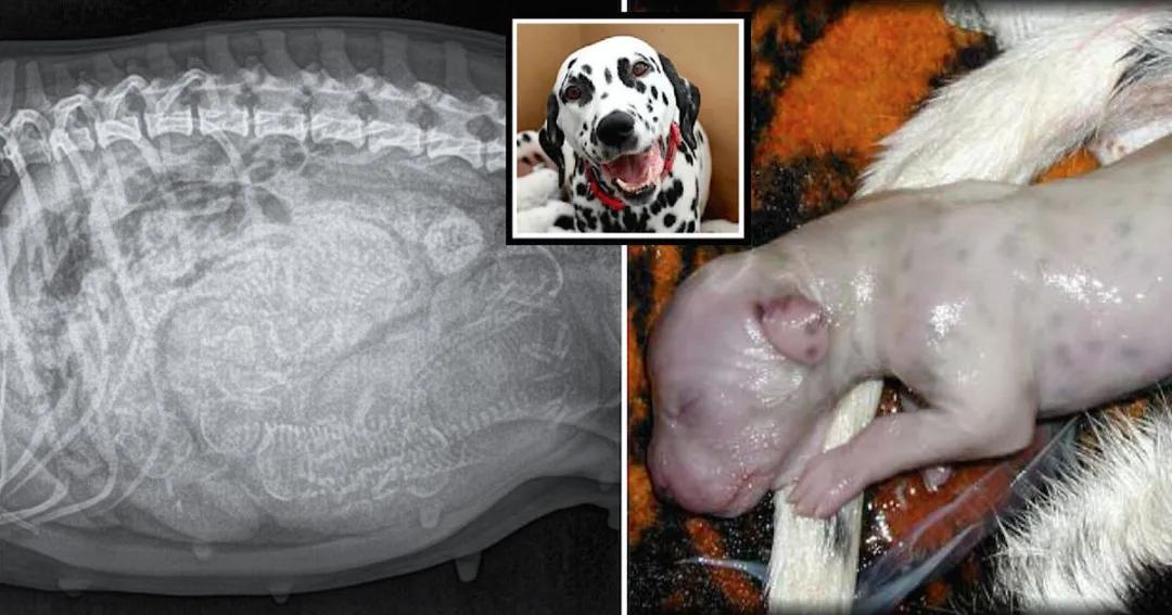 如何在家给狗狗测血糖,如何在家给狗狗接生