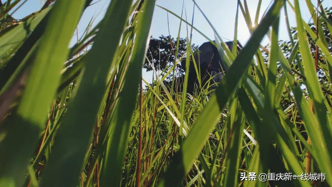 荒野求生之神秘洞穴,荒野求生神秘洞穴