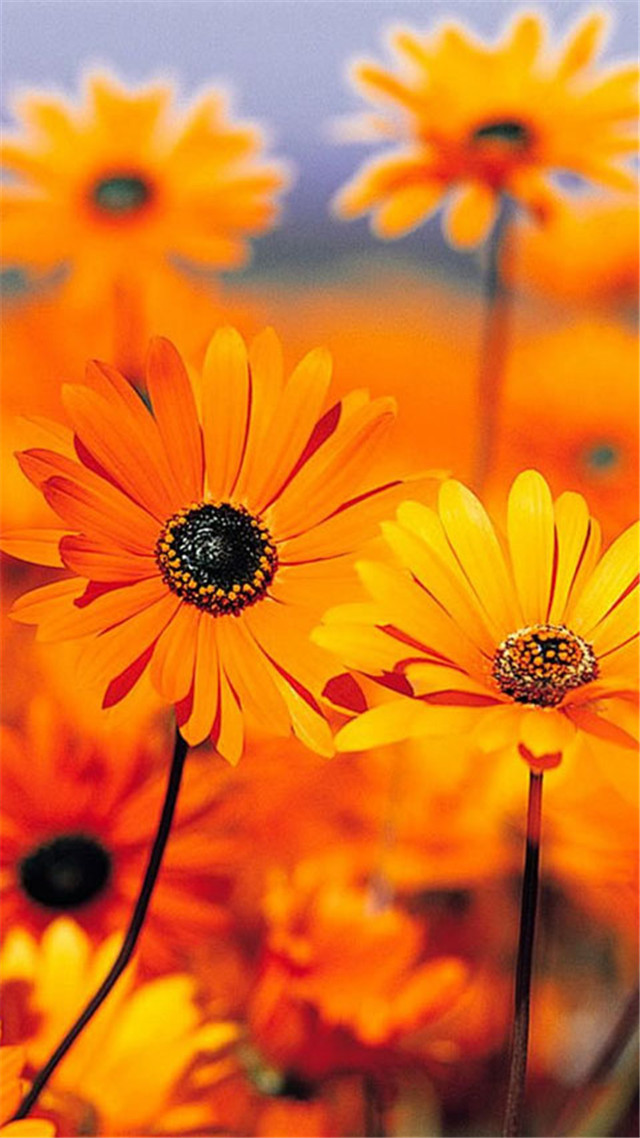 高清风景壁纸无水印全屏壁纸,风景壁纸手机壁纸