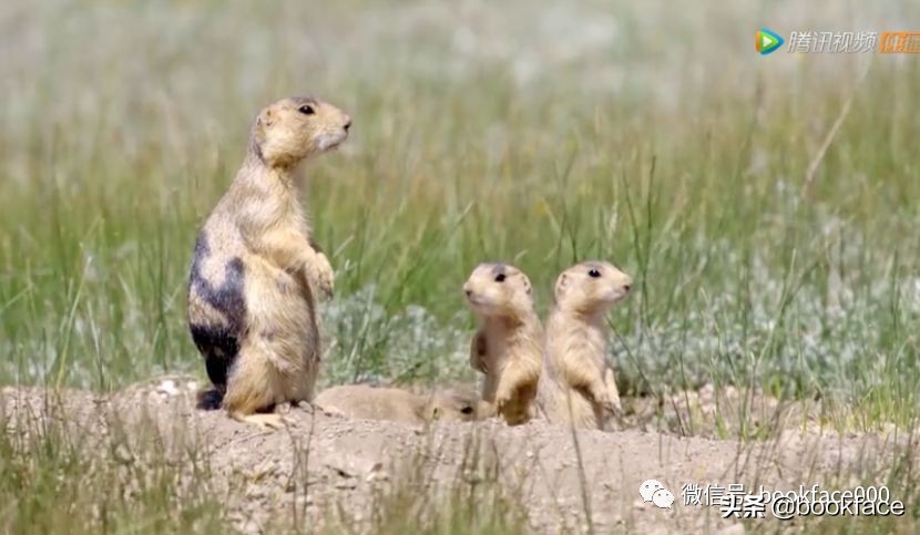 你这个坏怂，尽显渣之本色