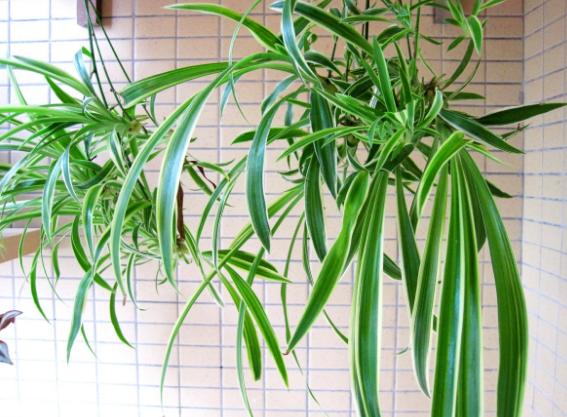 小苏打养花效果竟然这么好,如何养花合理使用小苏打