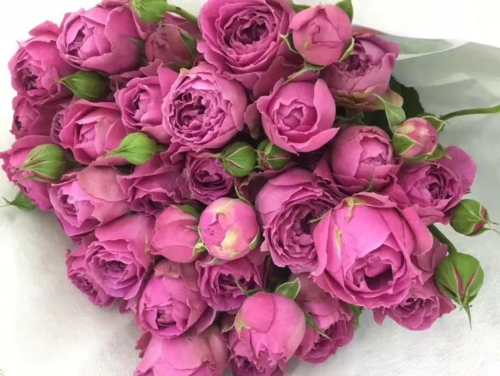 花店必备的5款玫瑰,花店最常用什么品种的玫瑰花