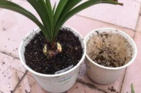 如何灭土里的金龟子幼虫,如何灭土壤里的草籽