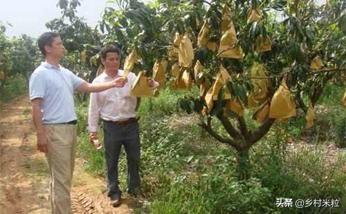 芒果买回几天为啥长黑斑,芒果买回来几天就有黑点能吃吗
