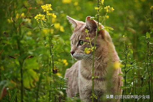 小猫喜欢咬人教育视频,小猫喜欢咬人再养一只