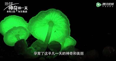 阿凡达最新彩蛋,阿凡达你不知道的隐藏细节