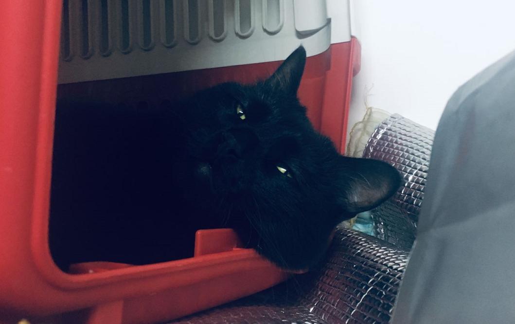 猫没有狗聪明是什么原因,猫聪明还是狗聪明智商排名