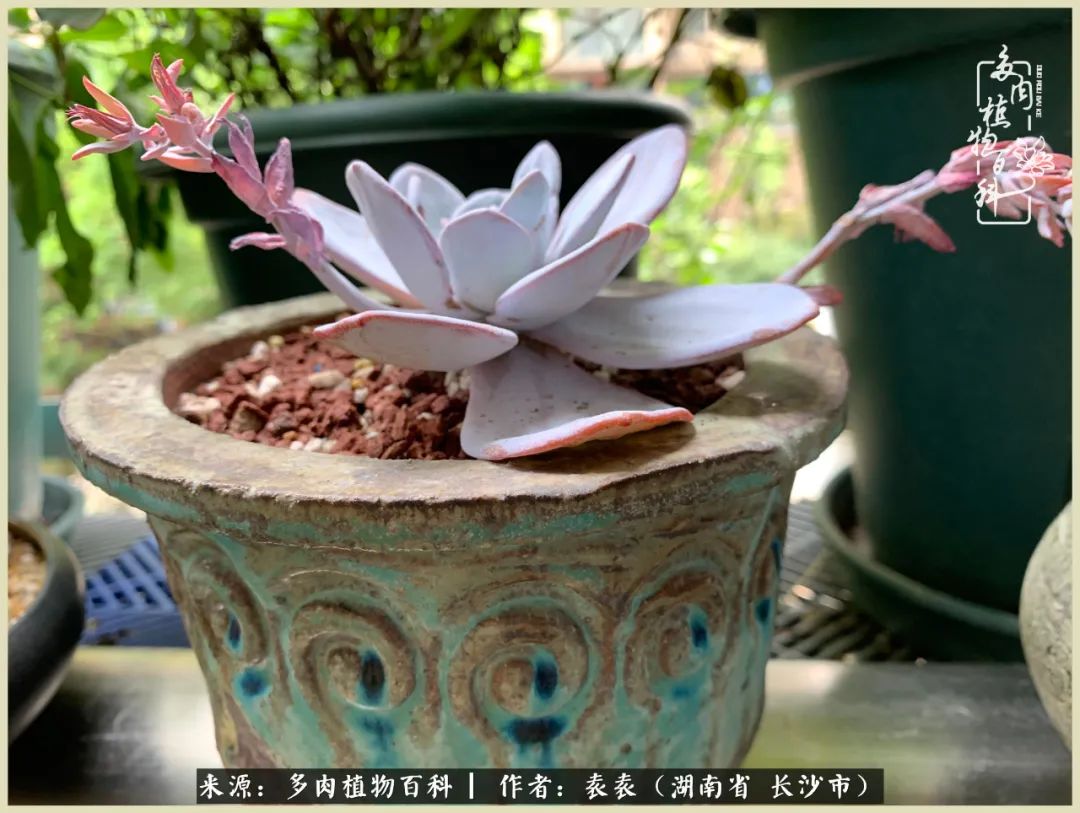 栽花种草的岁月，万物生长之阴晴圆缺