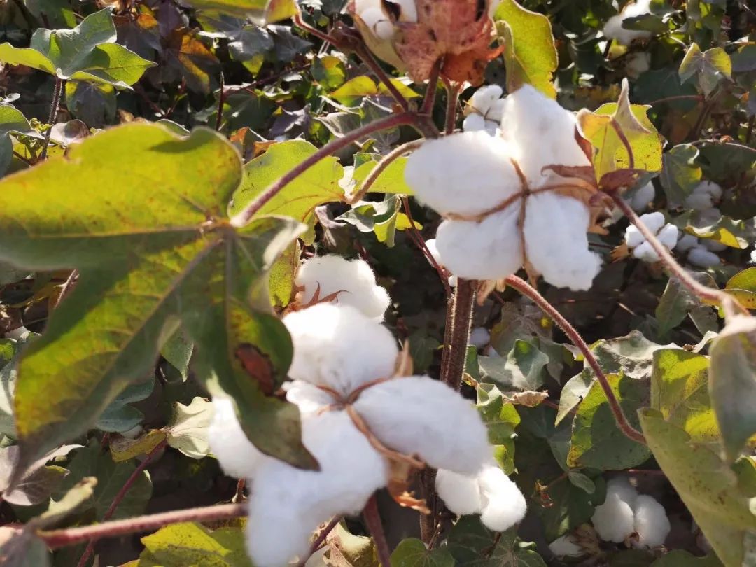 H＆M将关闭170家门店；香奈儿前中国运营官加入拼多多