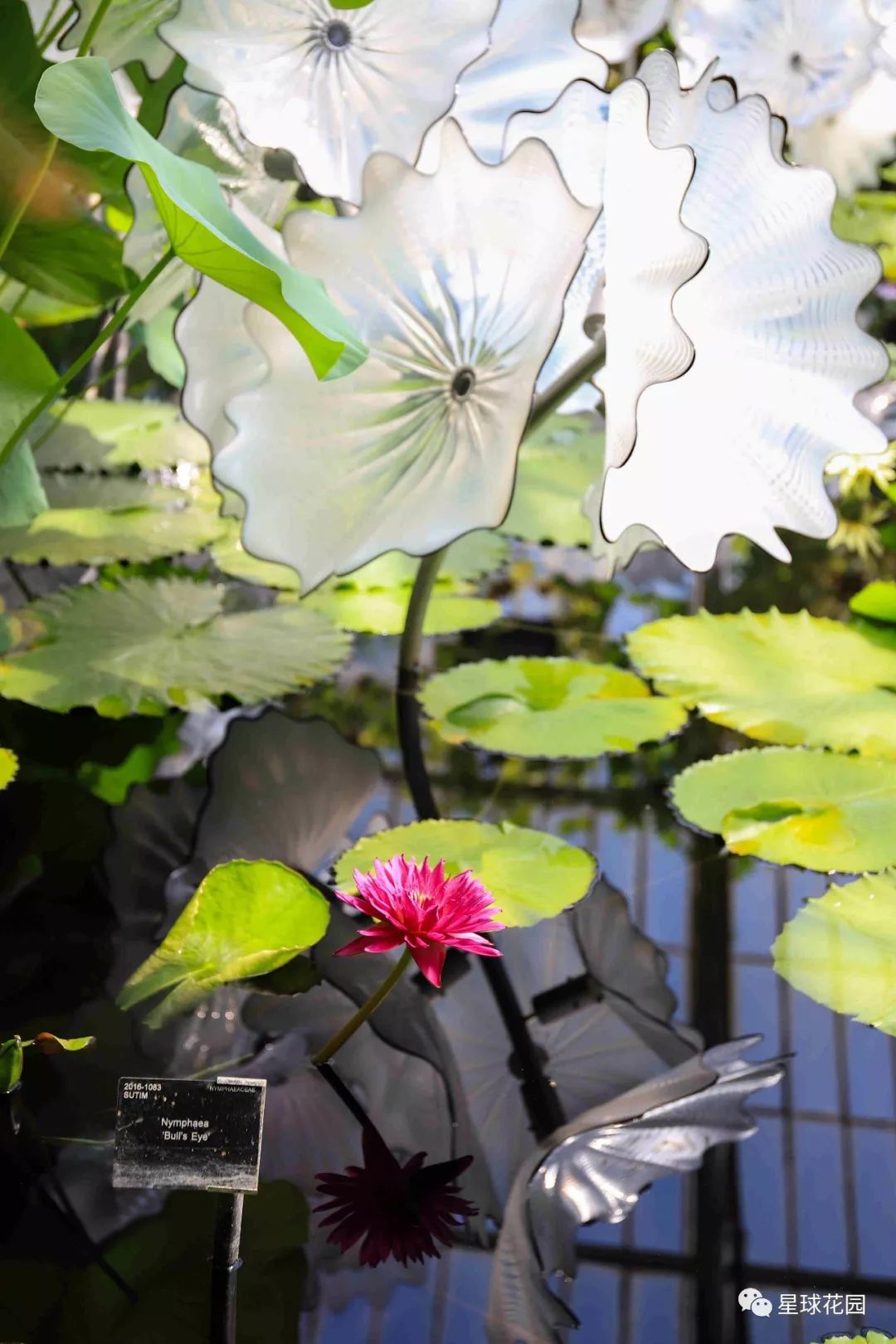 二木带你游花园|邱园（kewgarden）离我们到底有多远？