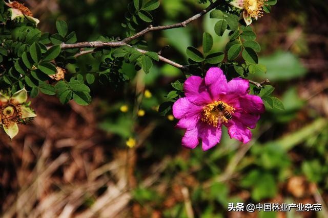 王满：家居业呼唤中国制造的品牌