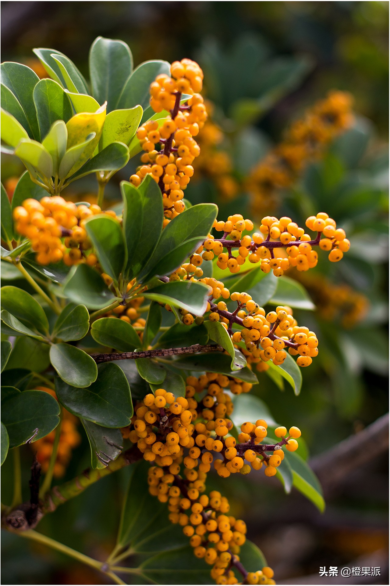 厦门免费斋饭,厦门千年古刹门票