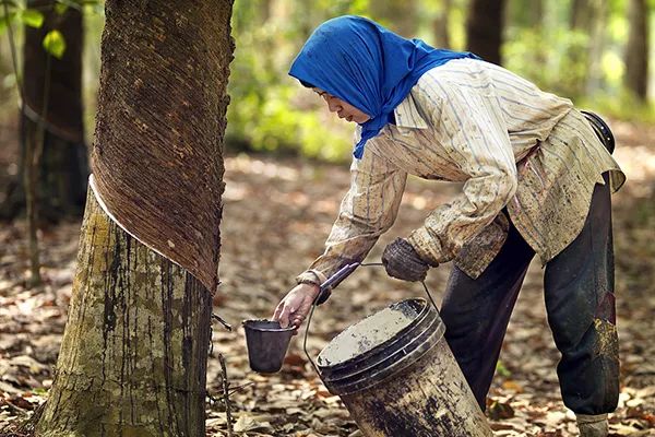 泰国pavattaya乳胶枕头价格多少,泰国乳胶枕头真的有神奇功效吗