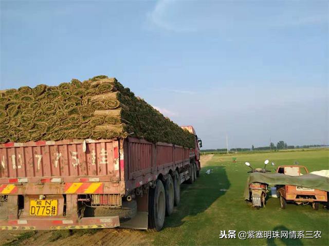 紫塞明珠,紫塞明珠苗木基地在哪里