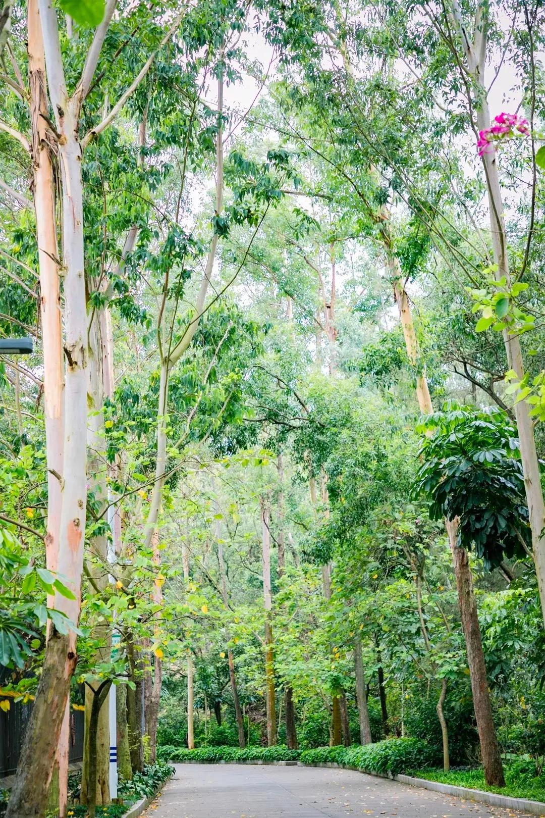深圳值得打卡的建筑物,深圳最值得打卡的山