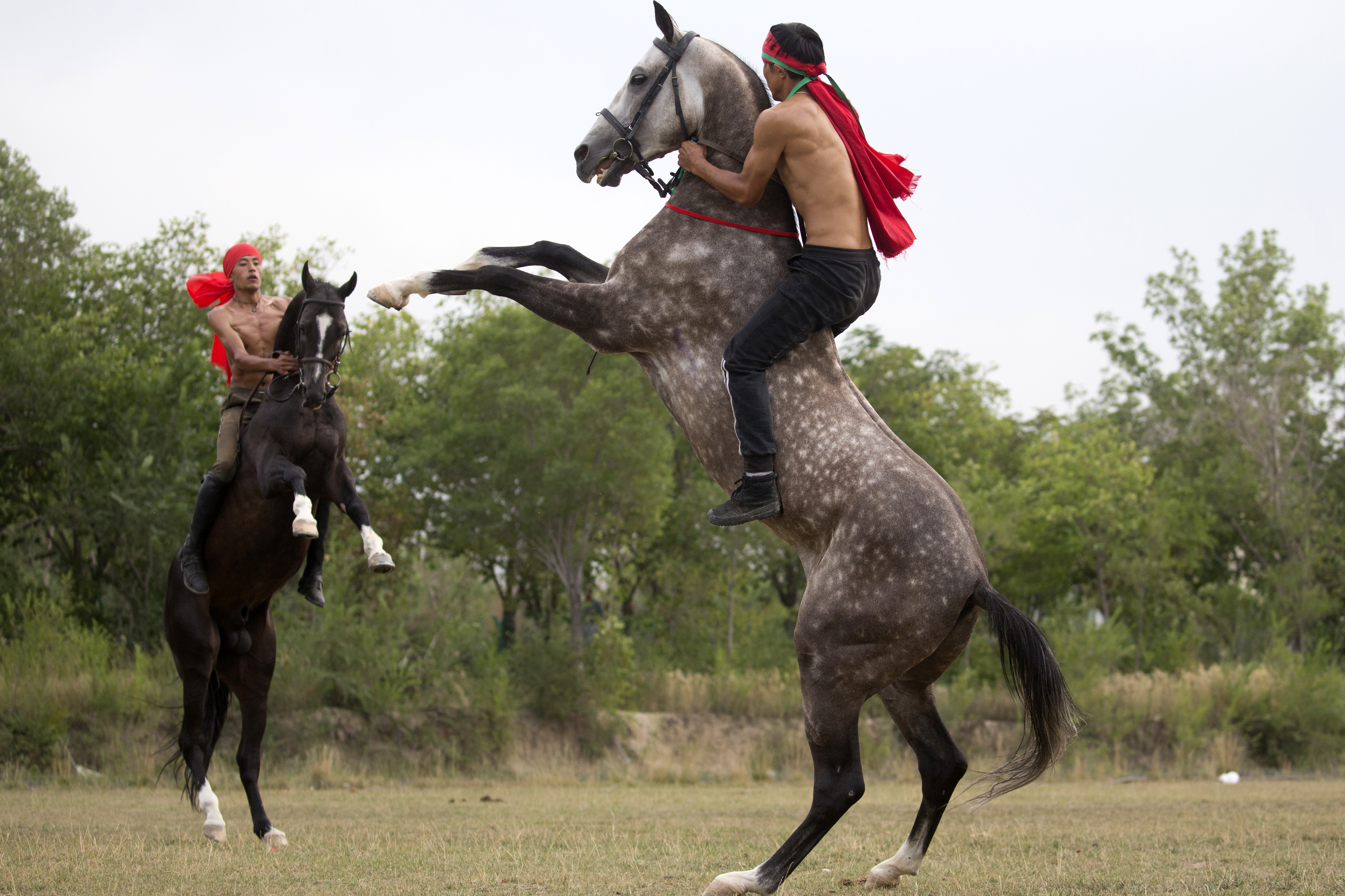 骏马训练方法视频,骏马的训练