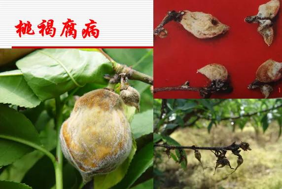 桃树的病虫害防治大全,桃树病虫害防治简单方法