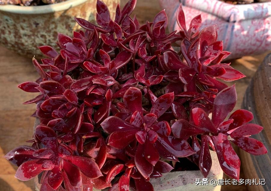 多肉上色一段时间又变绿,春天多肉褪色变绿怎么回事