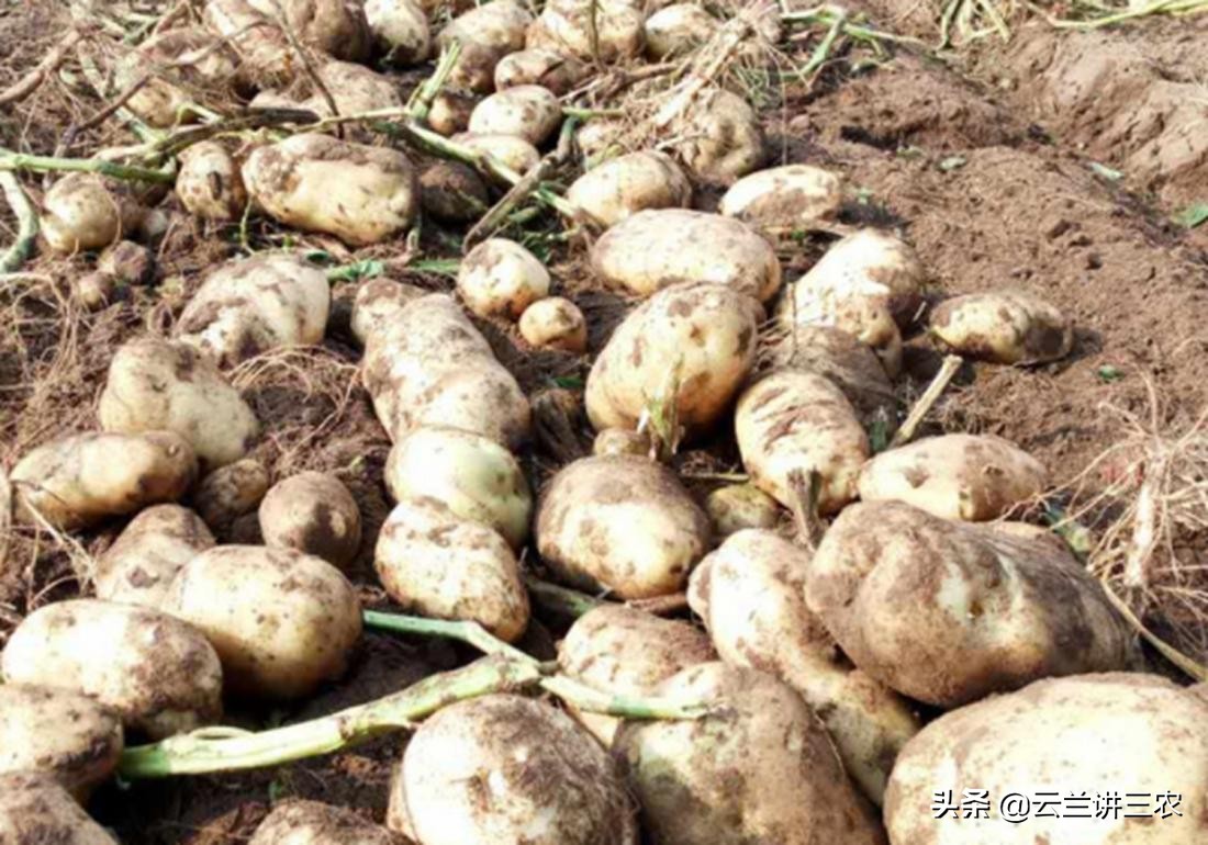 马铃薯栽培标准是什么样的,适宜南方种植的马铃薯品种有哪些