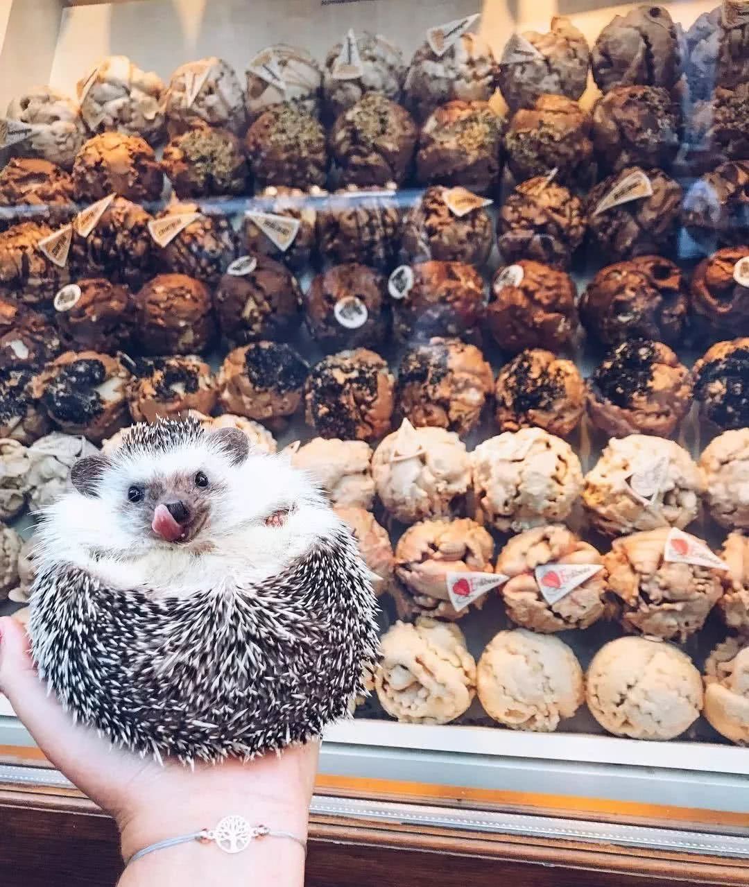 网红小刺猬——过成了你最想要的样子。