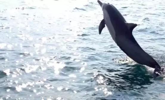 鹿儿岛与熊本,熊本县一日游超全攻略