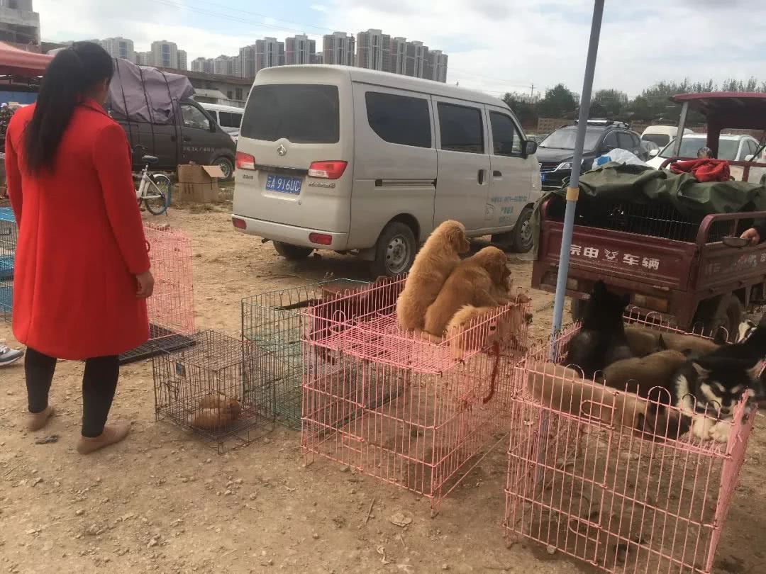 在宠物市场卖狗如何赚钱,狗市卖狗赚钱吗
