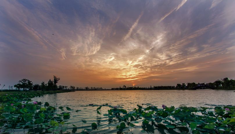 常德，那些惊艳夏日的荷花