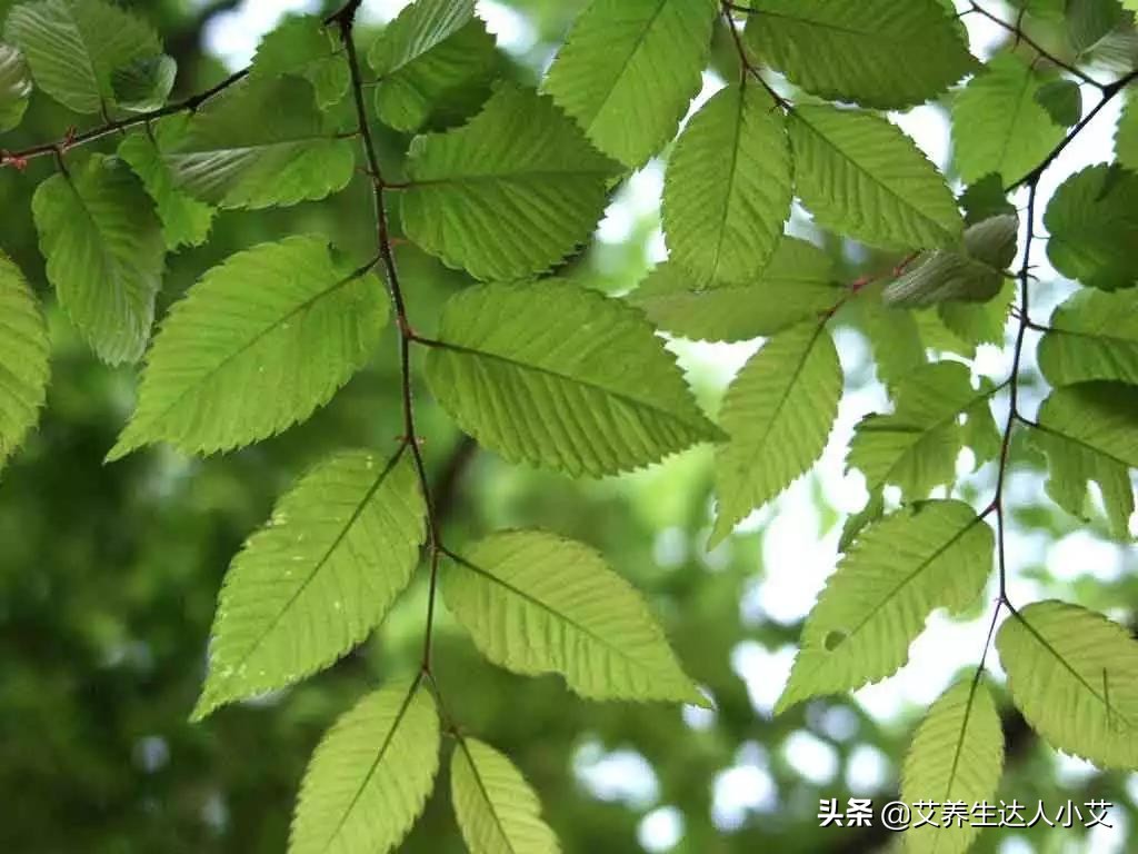 艾灸时间久了会上火吗,夏天艾灸会上火吗