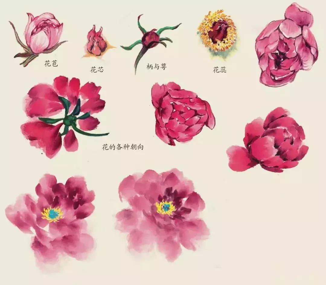 国画团扇花卉画法,国画中常见花卉的画法
