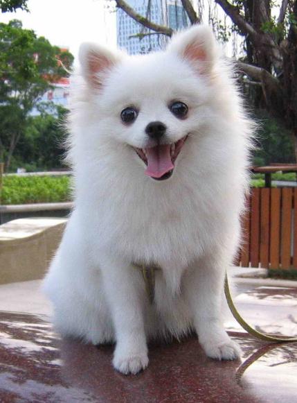 博美犬吃什么不掉毛无泪痕,博美犬掉毛吗有体毛味吗