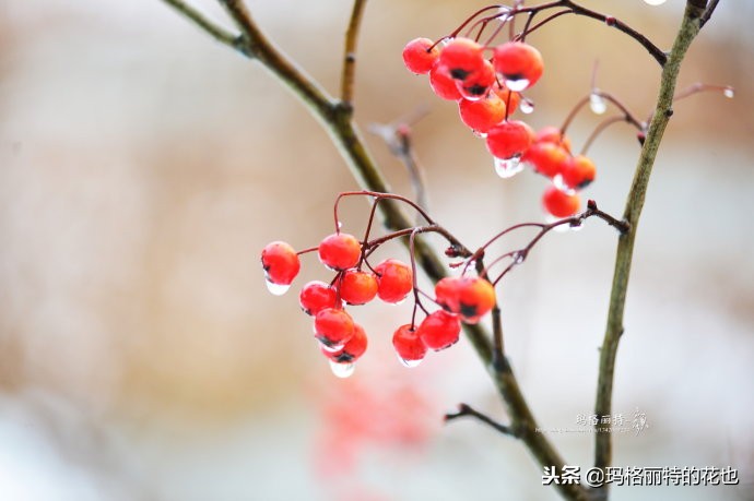 整个冬天都挂着的小红果，迷你山楂“冬果王”｜植物笔记