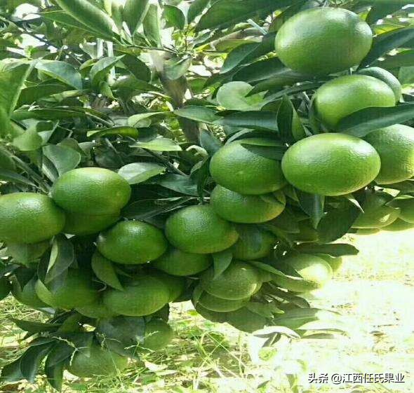 哪个品种的橙最好吃,国内橙子品质排行榜