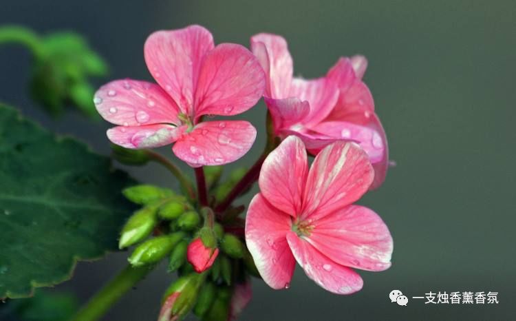 葵花睡眠喷雾有效不,治失眠最有效睡眠喷雾